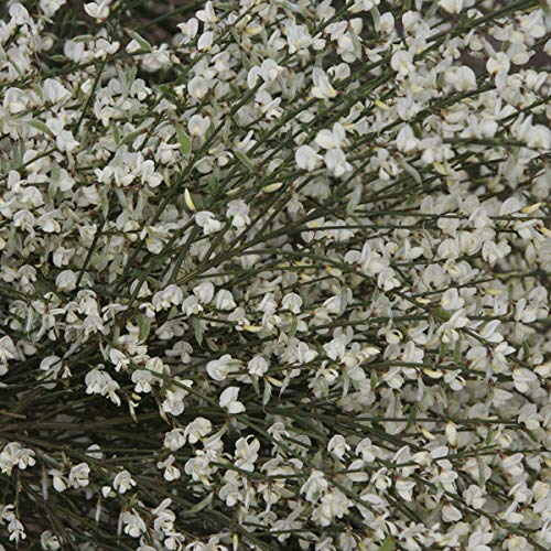 enzymes plant Plant Enzymes