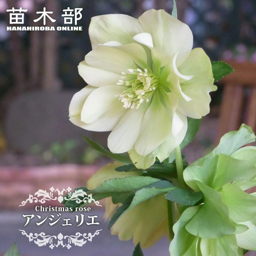 Amazon.co.jp: 【クリスマスローズ】 アンジェリエ （八重咲き） 3号