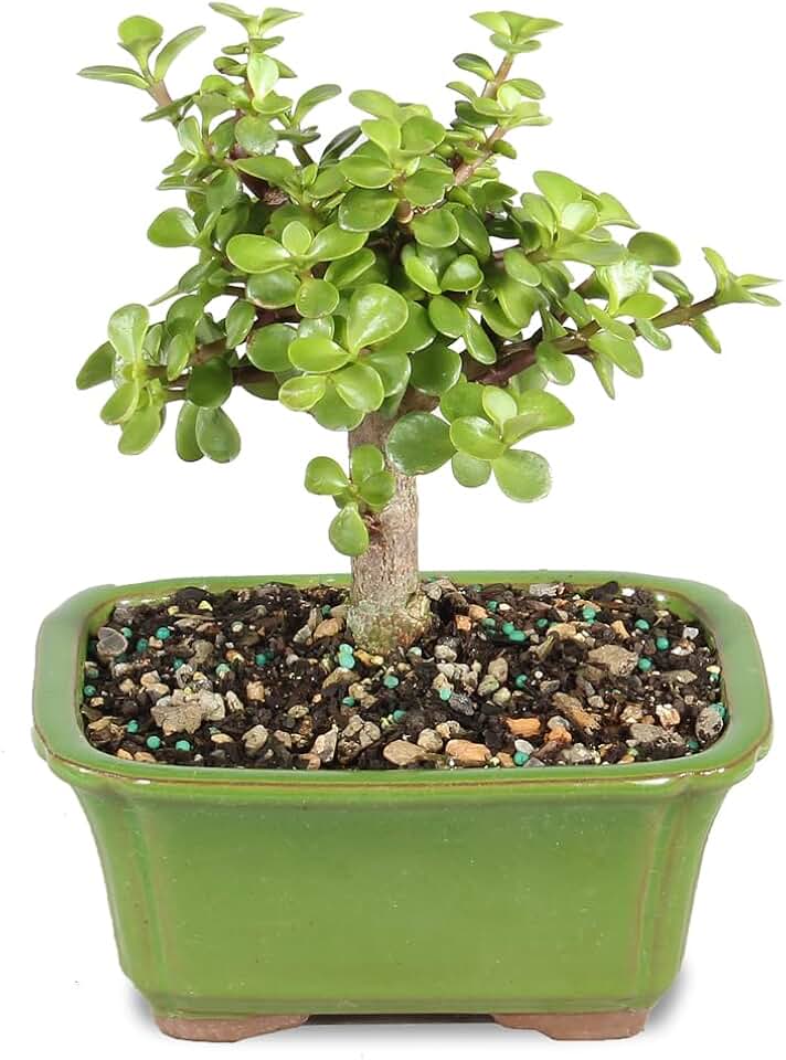 Brussel&#x27;s Bonsai - Live Dwarf Jade Bonsai Tree in a Ceramic Bonsai Pot, Indoor Succulent Houseplant, 3 Years Old, 5-8 Inches Tall, Easy Care Plant for Home or Office (Small, Green)