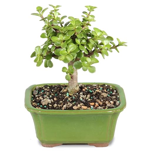 Brussel's Bonsai - Live Dwarf Jade Bonsai Tree in a Ceramic Bonsai Pot, Indoor Succulent Houseplant, 3 Years Old, 5-8 Inches Tall, Easy Care Plant for Home or Office (Small)
