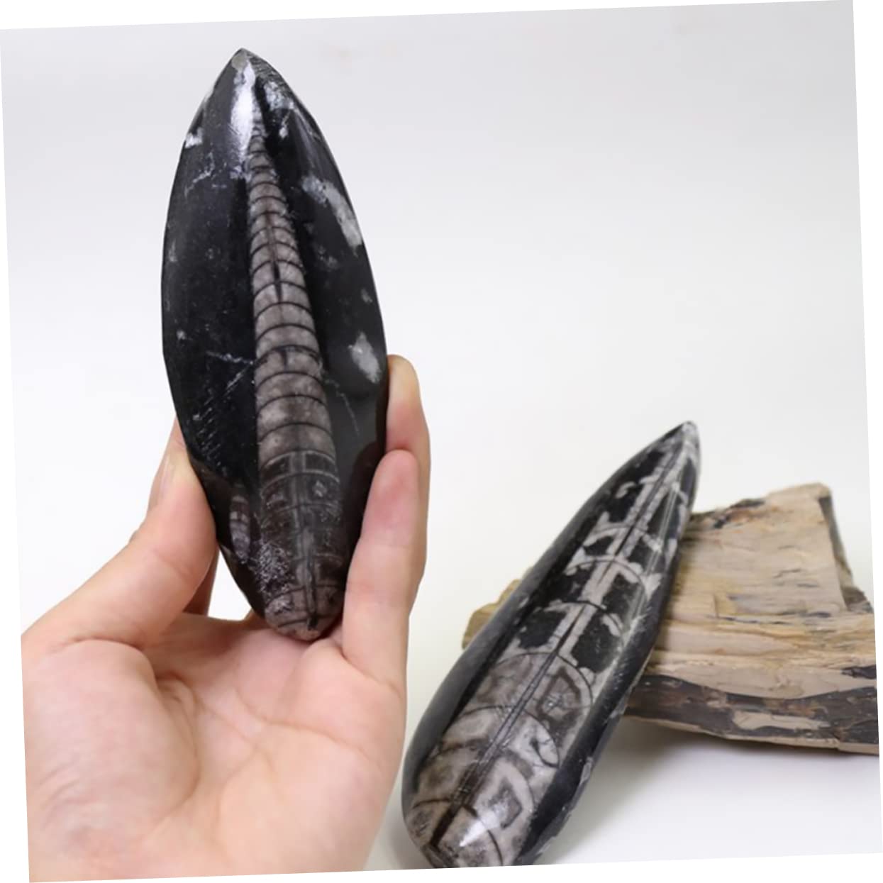 Mikikit Fossile Orthoceras Nero di Dimensioni Grandi in Minerale, Esemplare Didattico per Paleontologia, Materiale Educativo per Laboratorio e Decorazione Desktop