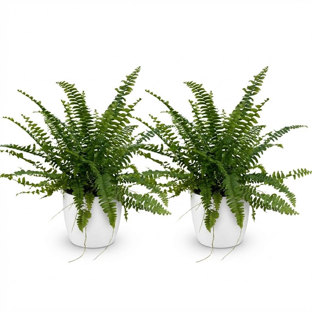 Nephrolepsis Exaltata Green Lady Farn, 2er Set, weißer Topf Ø12cm
