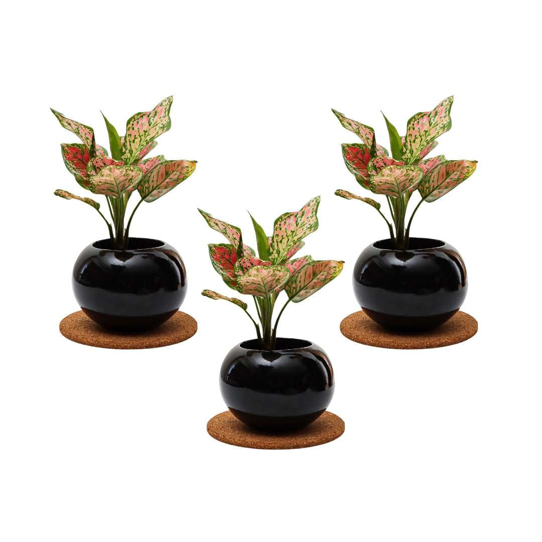 Flora Dlite Aglaonema Live Plant in Stylish Plant Pots Black Ceramic Pot Perfect Indoor Live Plants for Living Room and Home Decor small plants for office desk original Pack of 3 (B0D51WN2TW) Amazon Price History, Amazon Price Tracker