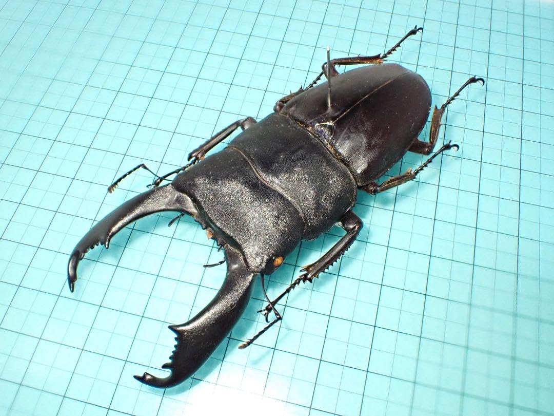 Amazon.co.jp: 標本スラウェシオオヒラタクワガタ スラウェシ島