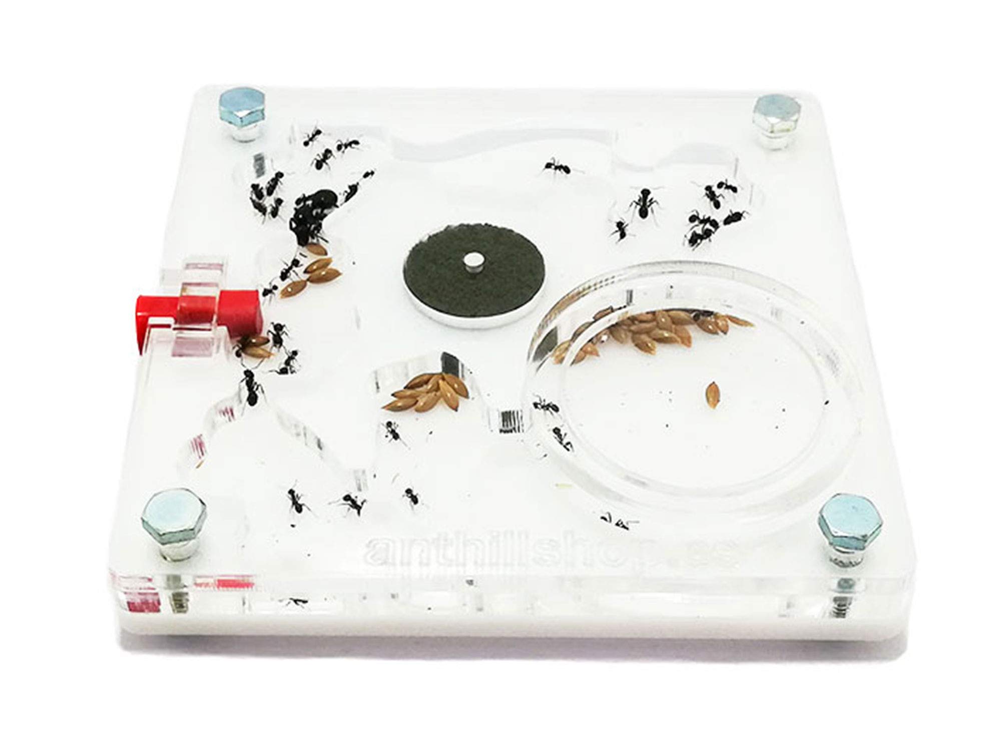 Kit formicaio educativo 10 x 10 schiuma quadrata (con formiche gratuite, da 20 a 30 operaie).