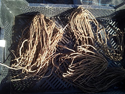 Jersey Knight Male Asparagus Crowns