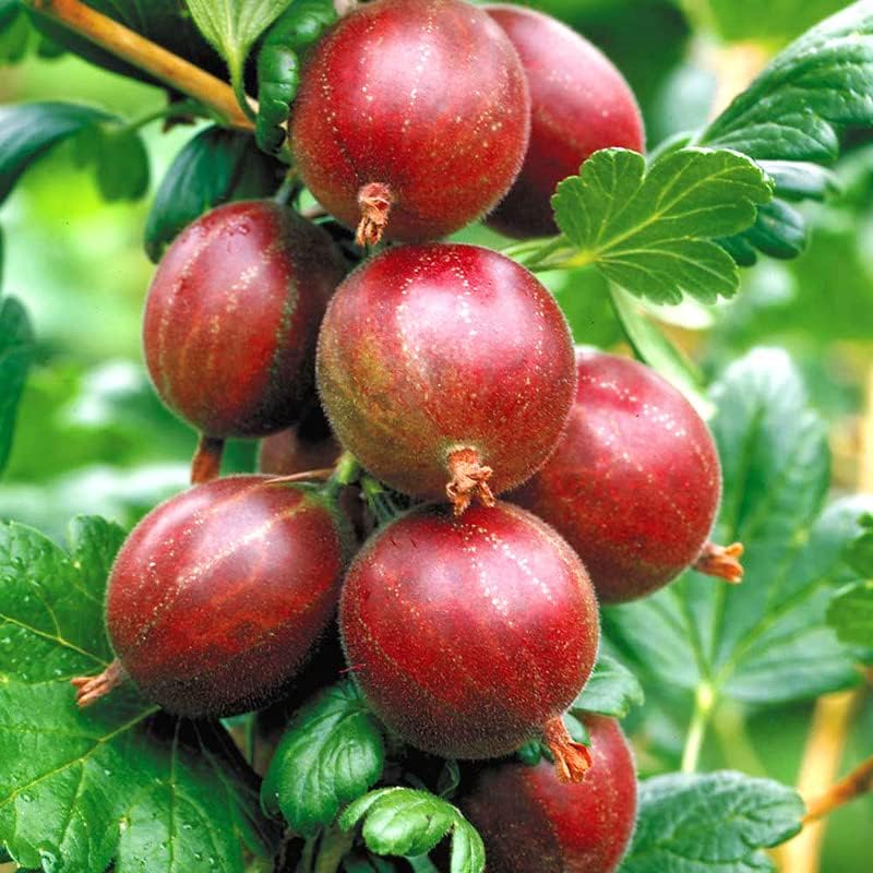 1 Gooseberry Plant Live, Gooseberry Bush Live Plant for Planting Your Garden, Gooseberry Shrub Starter Plant 5-9 Inch Height
