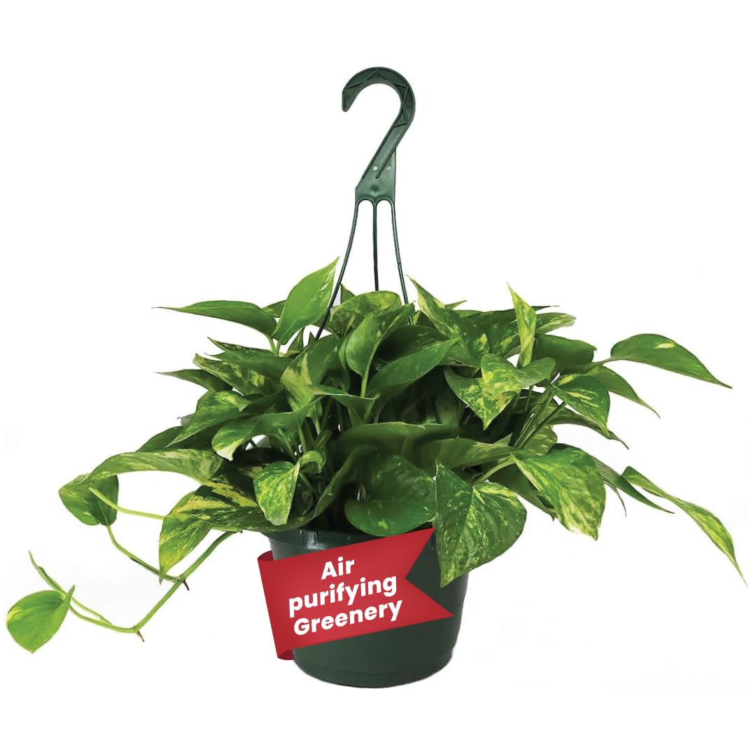 American Plant Exchange Golden Pothos – Live 8-Inch Hanging Basket, Devil’s Ivy, Easy-Care Air Purifying Houseplant, Fast-Growing Trailing Vine for Hanging Planters, Indoor Home or Office Décor