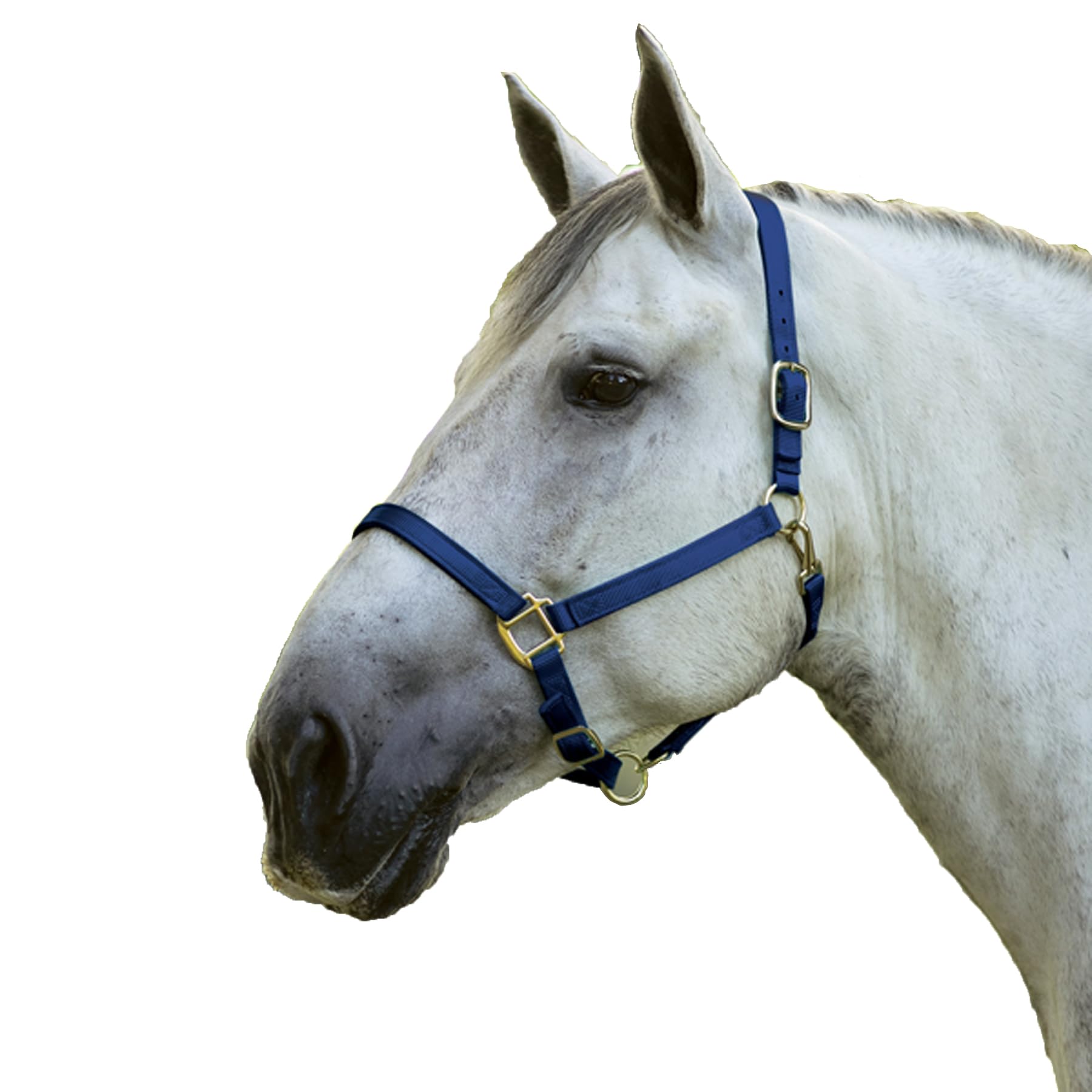 Draft Horse Nylon Halter | Durable Double-Ply Construction | Adjustable Fit with Throat Snap | Brass-Plated Hardware