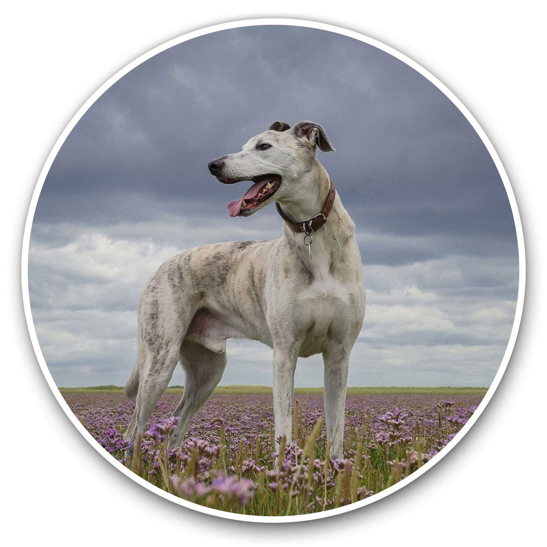 Destination Vinyl Ltd White Greyhound Pet Dog 16042 Vinyl Stickers (Set Of 2) 7.5Cm - White Greyhound Pet Dog #16042