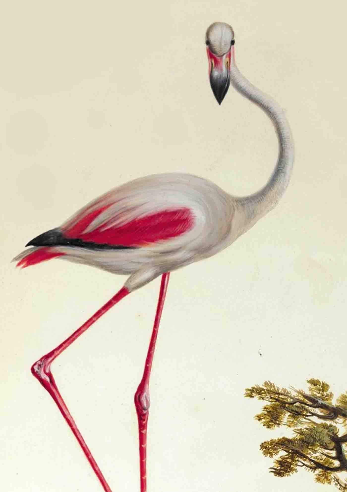 Carnet Blanc, Flamant Rose (Bnf Animaux)
