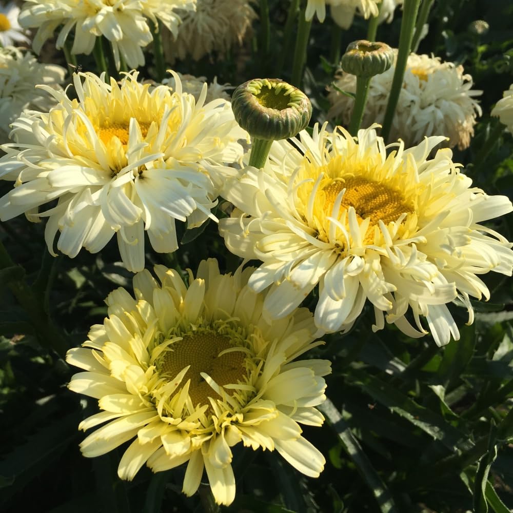Leucanthemum 'Superbum Real Charmer' Long-Lasting Creamy-Lemon Semi-Double Flowers Easy to Grow Disease-Resistant 1X 1 Litre Pot by Thompson and Morgan