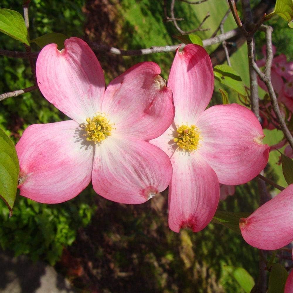 Brighter Blooms - Red Dogwood Tree, 3-4 ft. - No Shipping to AK, AZ, FL, HI