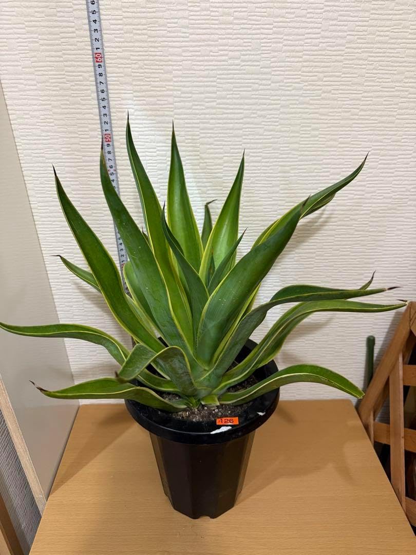 ド扁平ムチムチ緑スライム 幹幅20cm↑ ブサカワ 発根済 アデニア ド扁平ムチムチ緑スライム 幹幅20cm↑ ブサカワ 発根済 アデニア