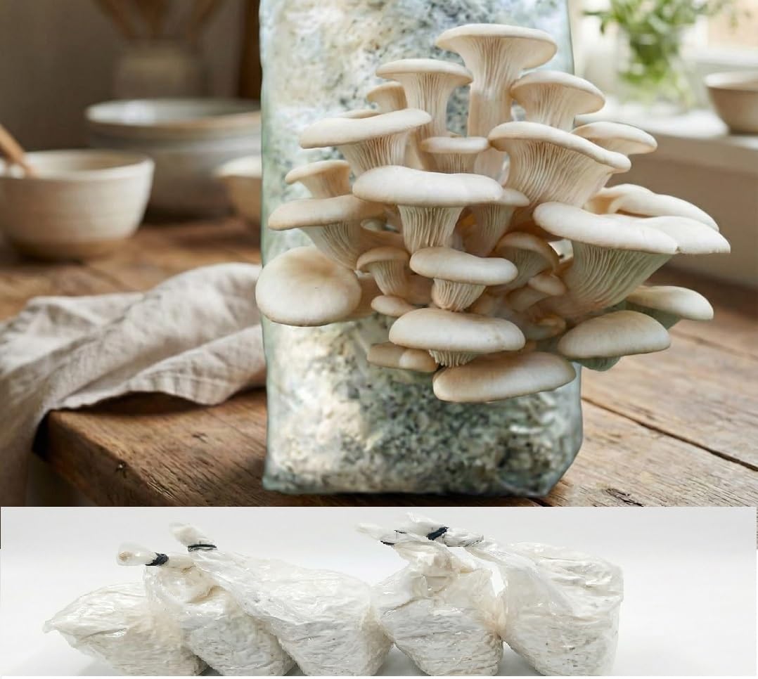 Oyster Mushroom Spawn 1 kg, Ready to Use Growing Kit for Home Cultivation