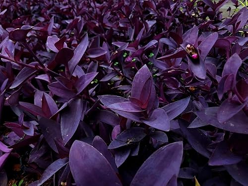 Miniatura 1 de Tradescantia Pallida Purpurea Planta Purpurea con 5 esquejes Purple Heart Wandering Jew - Planta fácil de cultivar para interiores y exteriores