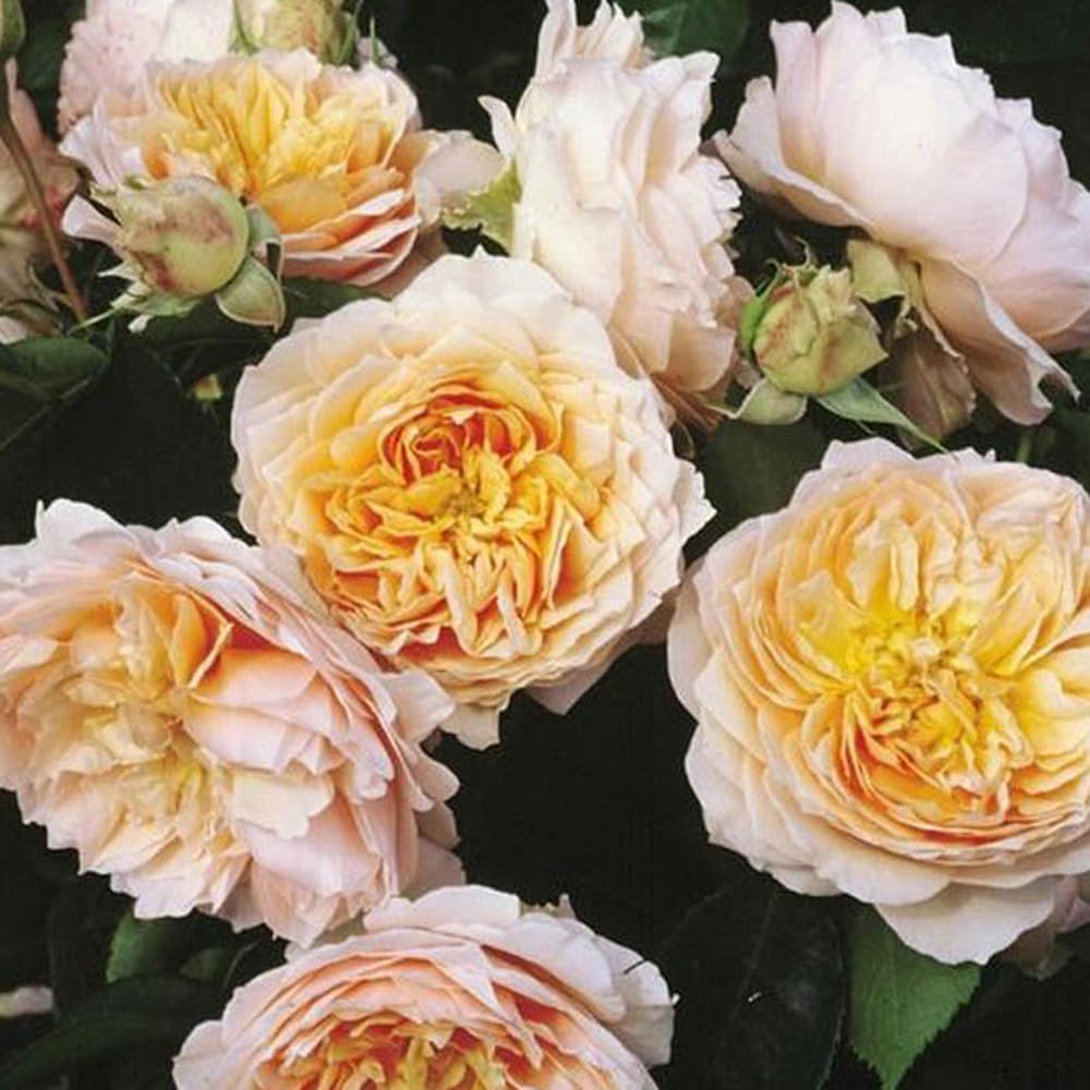 YouGarden Harkness Roses 'Ginger Syllabub' Rose, 4 Litre Potted