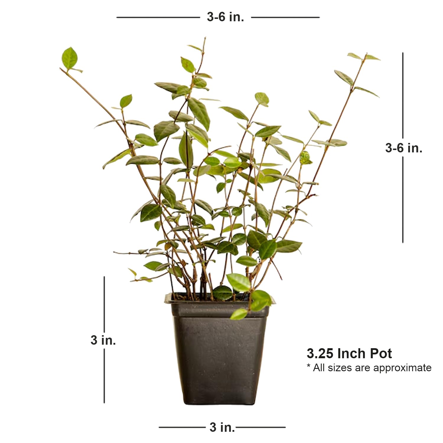 Amazon.com : Asiatic Jasmine - 18 Pack (3.25 in. Pots) Evergreen