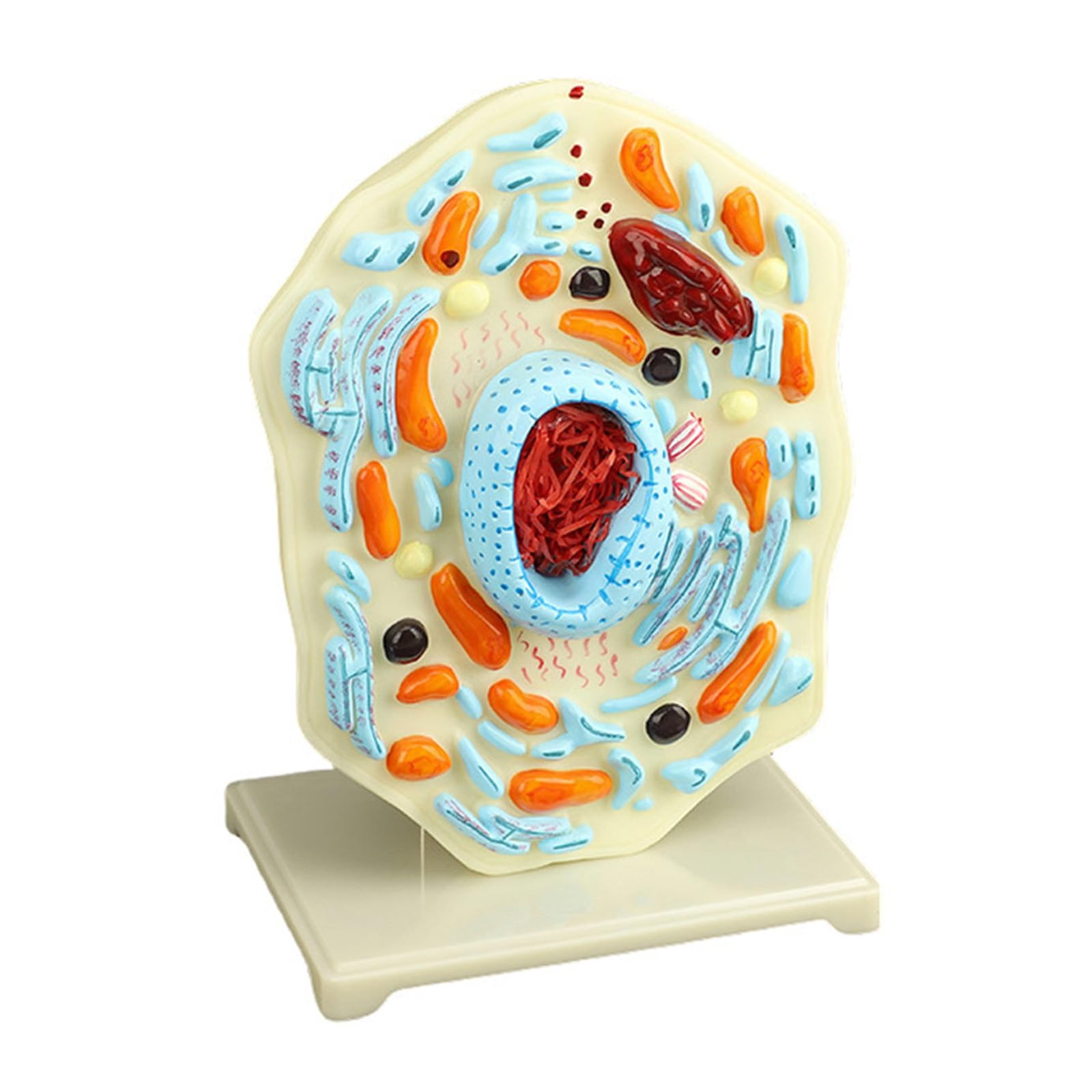 Modello portatile di anatomia cellulare modello di cellule animali Mitocondri Centrioles Strumento didattico di biologia per dimostrazione Strumento didattico di biologia