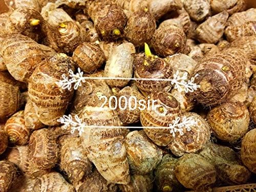 10 bulbos Colocasia Esculenta de oreja de elefante Taro Gabi Kalo Eddo listos para cultivar - Planta tropical de jardín (10 bombillas)