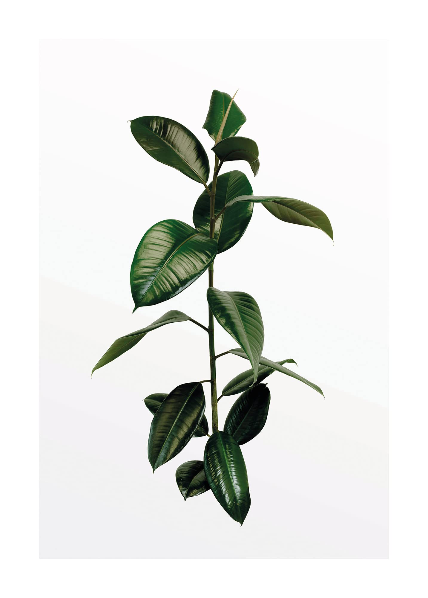 Poster Ficus Branch Komar dans le salon une déco nature zen de 50x70cm