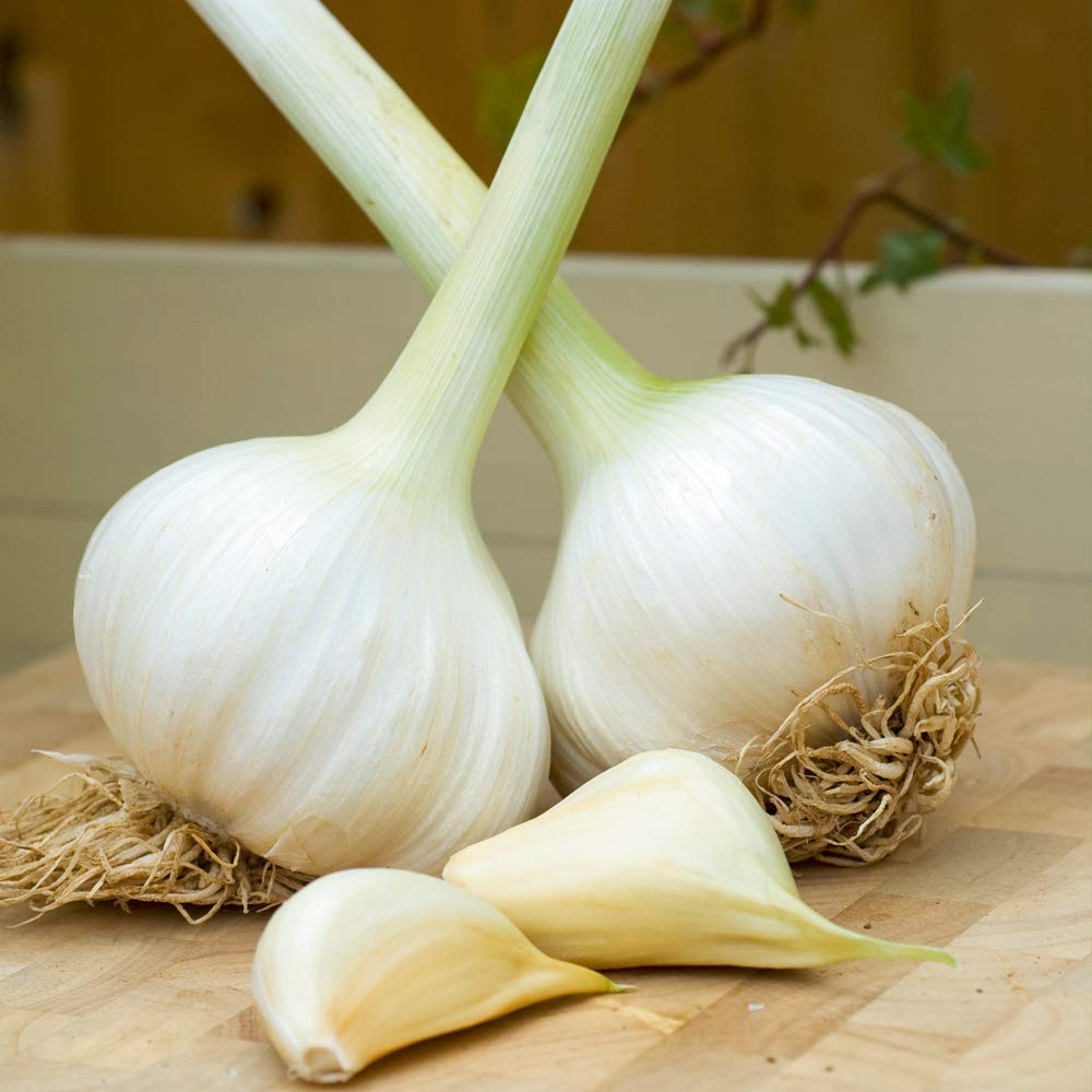 Elephant Garlic (Spring/Autumn Planting) 5 Cloves - 1 Bulb by Thompson and Morgan