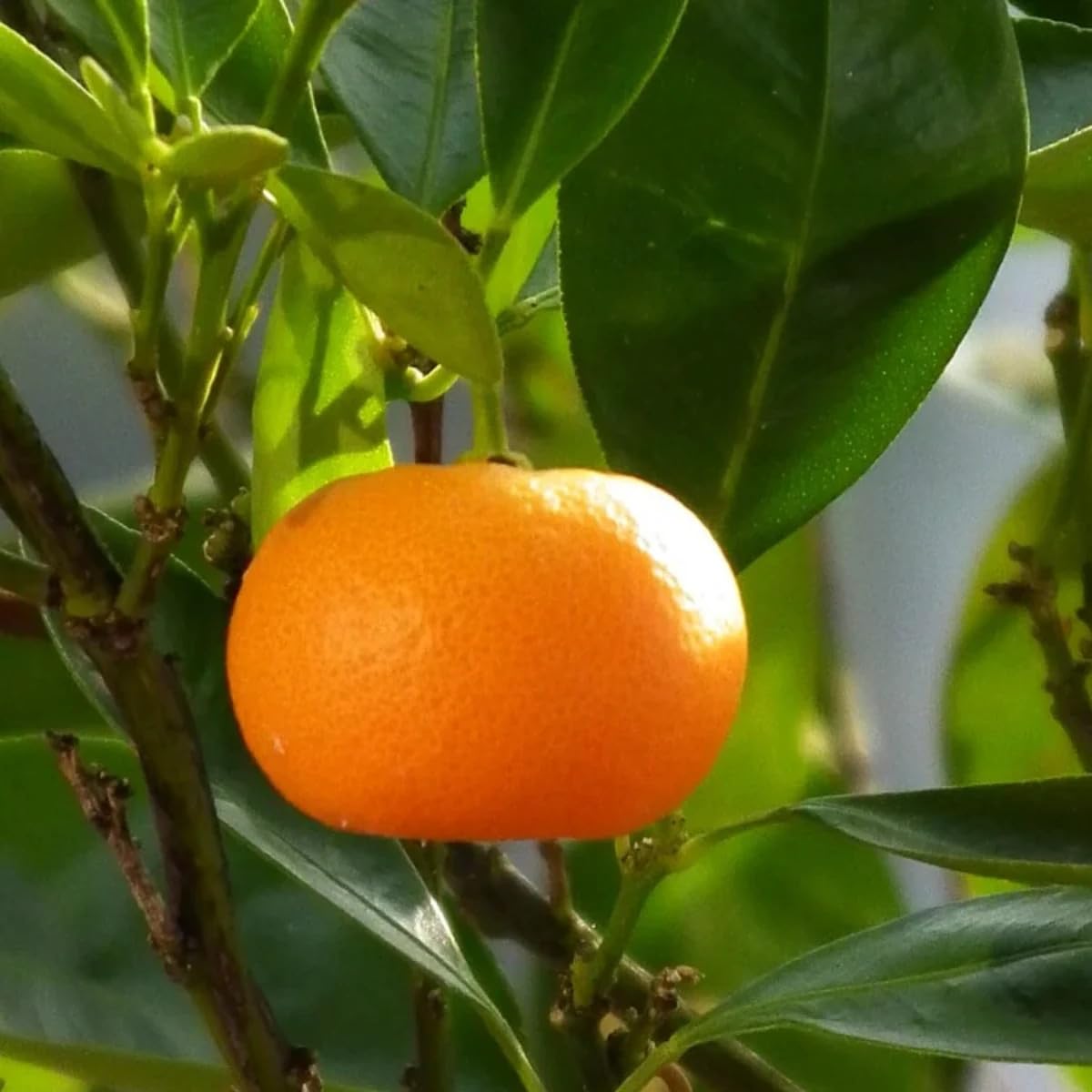 Acquista online Pianta di Mandarino Cinese Kumquat (Fortunella Japonica