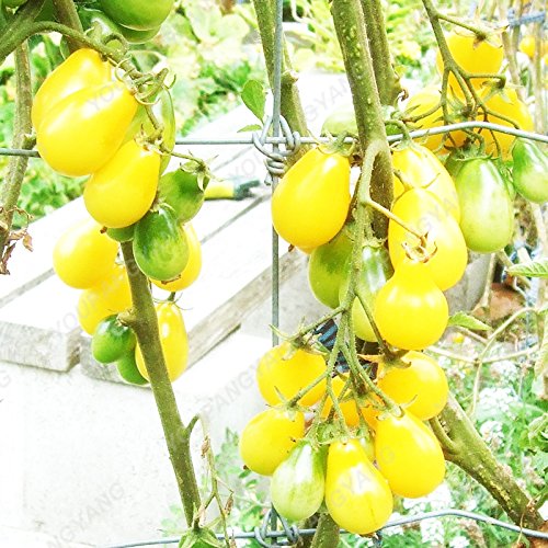Graines de tomates douces Mini graines de légumes jaunes cerises Graines de fruits Bonsaï Plantes en pot Maison et jardin Livraison gratuite Jaune Paquet de 500 graines