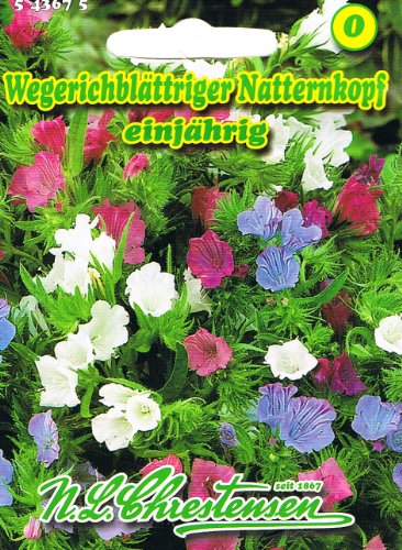Natternkopf-Samen Wegerichblättriger Natternkopf für Gärten