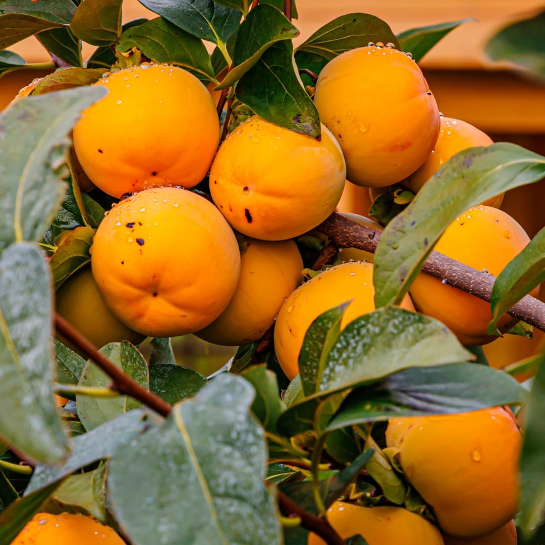 2 American Persimmon Tree for Planting, Persimmon Tree Live Plant, 6 to 12 Inch Tall, Large Sweet Fruit, No Shipping to CA