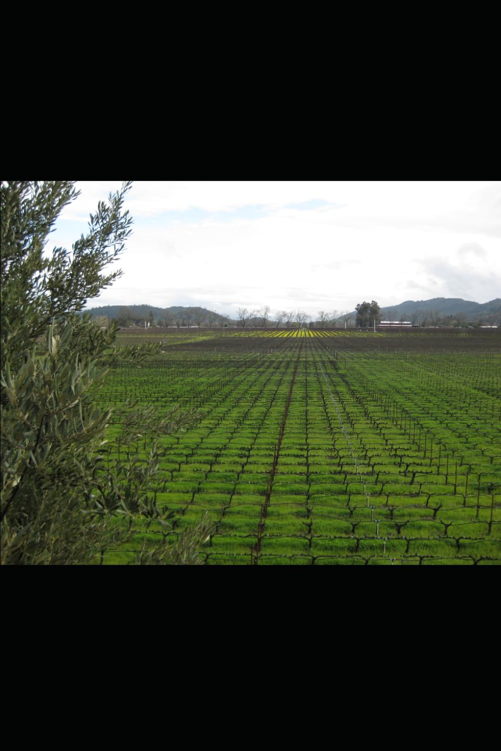 Biofertilizante para la agricultura del futuro.: Manual científico y técnico para la agricultura sostenible.