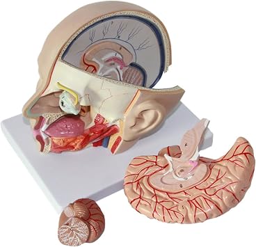 Xiaoxu Human With Brain Anatomy Model Model Cerebral Anatomy Of Model Cerebral Artery