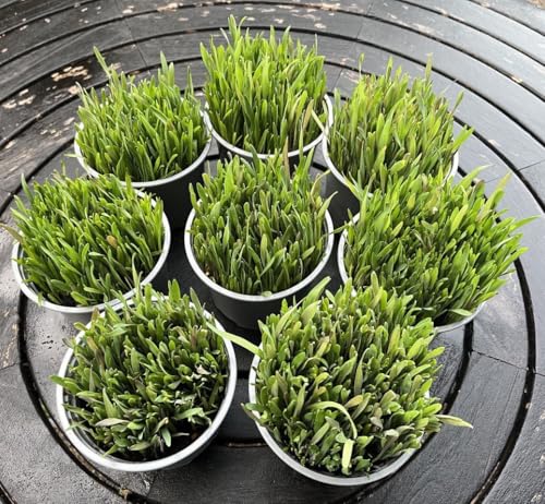 Ready-to-Eat Cat Grass Fresh Live Plants for Cats Rabbits Guinea Pigs & Small Animals | Wheat Barley Rye & Oats | Supports Digestion & Immunity | Organic Fibre Vitamins & Minerals