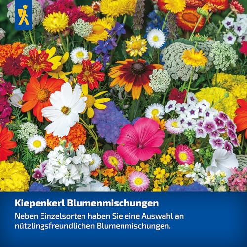 Kiepenkerl Blumensamen-Mischung Trockenblumen 1071980 - Vielfältige Trockenblumen für kreative Arrangements - circa 30-80cm - Wildblumensamen, Blumenmischung