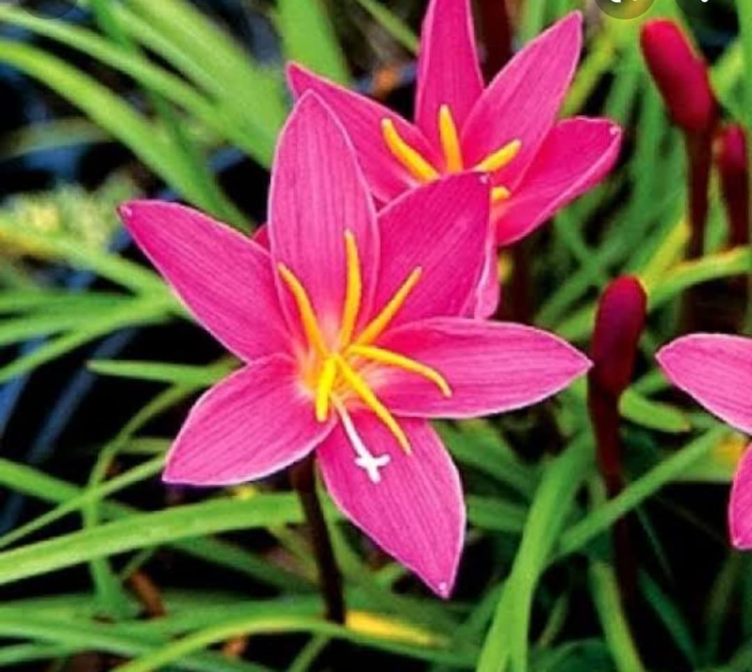 RAIN Lily Bulb Zephyranthes Rose Perfection Imported Thai Hybrid Rain Lily Bulb-image-42