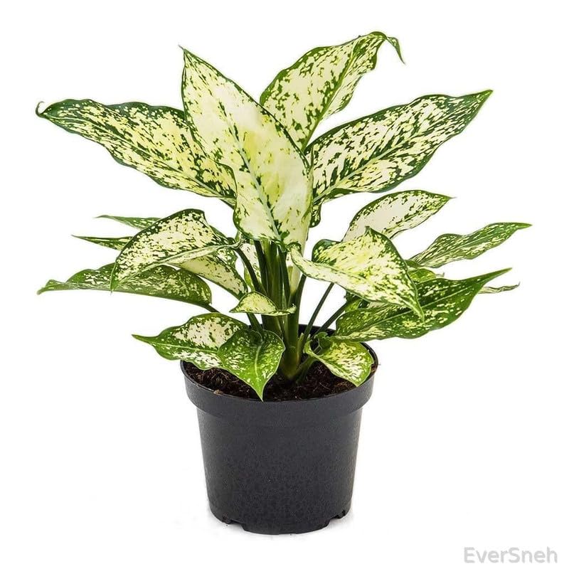 EverSneh Real Live Aglaonema Natural Live Indoor Plant Pack of 1 Healthy Live Plant Aglaonema Snow White Single Stem With Black Plastic Pot (B0BSWJJHG5) Amazon Price History, Amazon Price Tracker