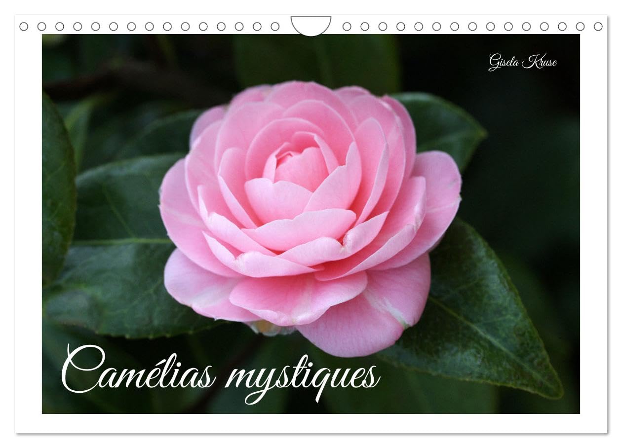 Camélias mystiques (Calendrier mural 2026 DIN A4 vertical), CALVENDO calendrier mensuel: La magie des fleurs de camélia