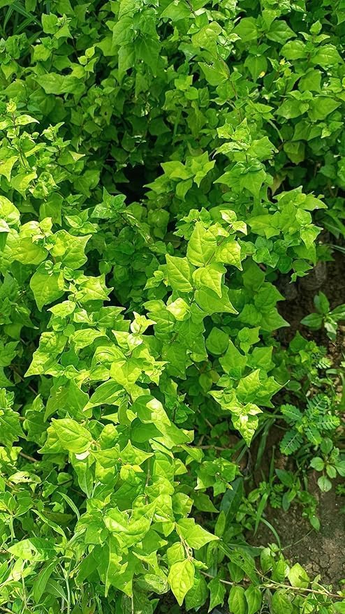 Image of live plants (DESI IVY)