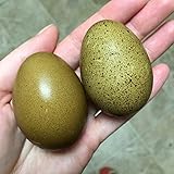 Generic Hatching Speckled Olive Egger Eggs - 1 Dozen, large, brown