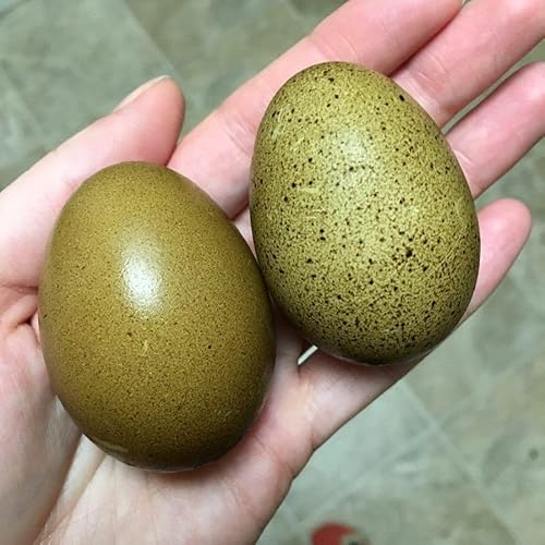 Generic Hatching Speckled Olive Egger Eggs - 1 Dozen, large, brown