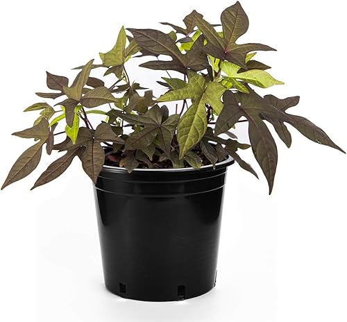 American Plant Exchange Sweet Potato Vine - Thumbnail 2