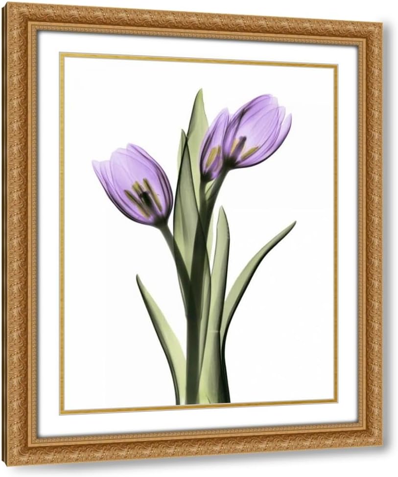 ArtDirect Koetsier, Albert 19x24 Black Modern Framed Art Print Titled: Purple Tulips 2