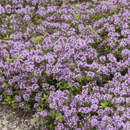 Groundio 20000+ Creeping Thyme Seeds Ground Cover Plant, Perennial Thyme Flower Seeds for Planting Outdoor, Low Maintenance, Grown in The USA
