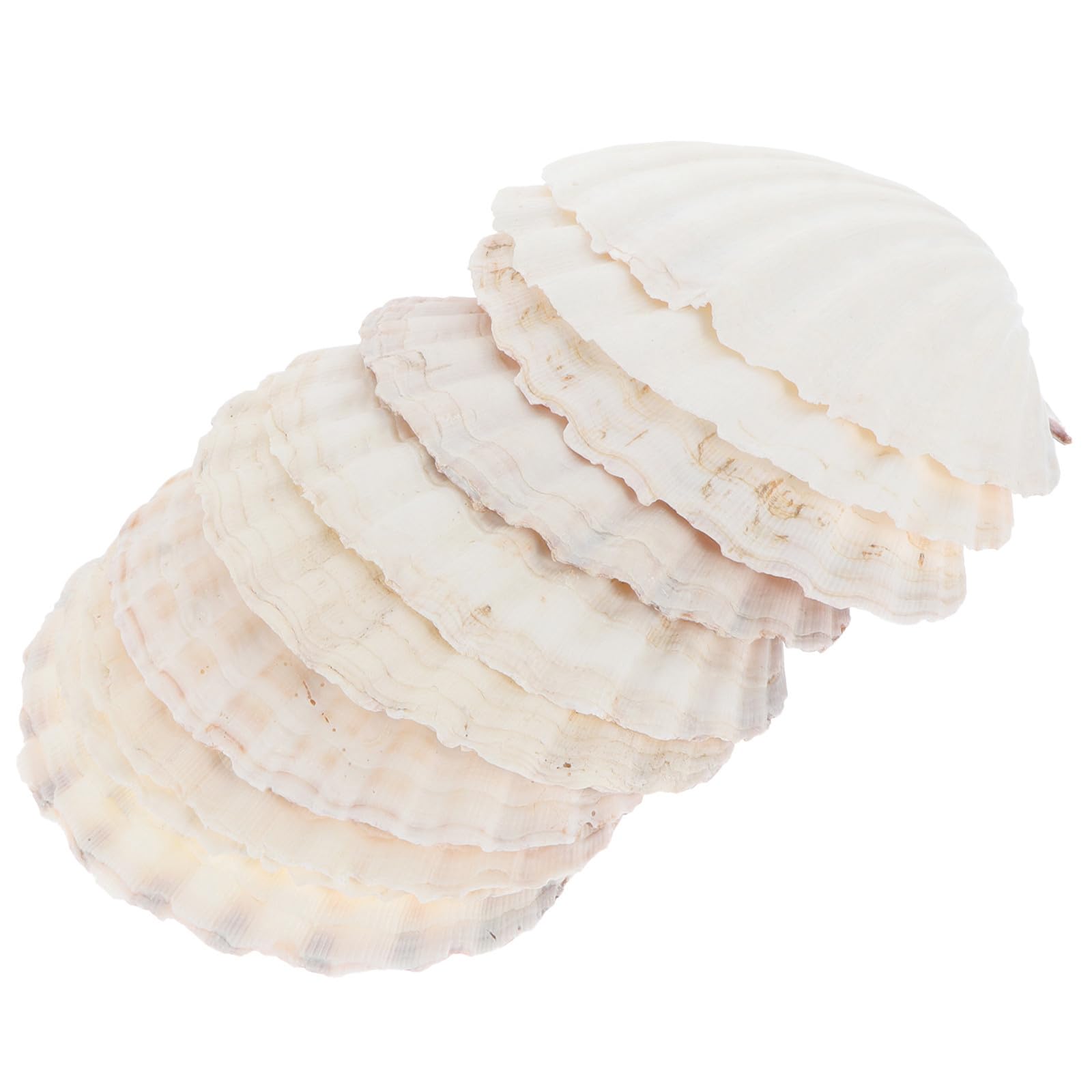 Conchas naturales de vieira CHILDWEET, placas grandes beige para manualidades y exhibición 8