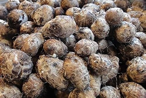 Fresh Taro Root, Small Size, 10 Lbs, Starchy Vegetable for Cooking by Greenhouse PCA