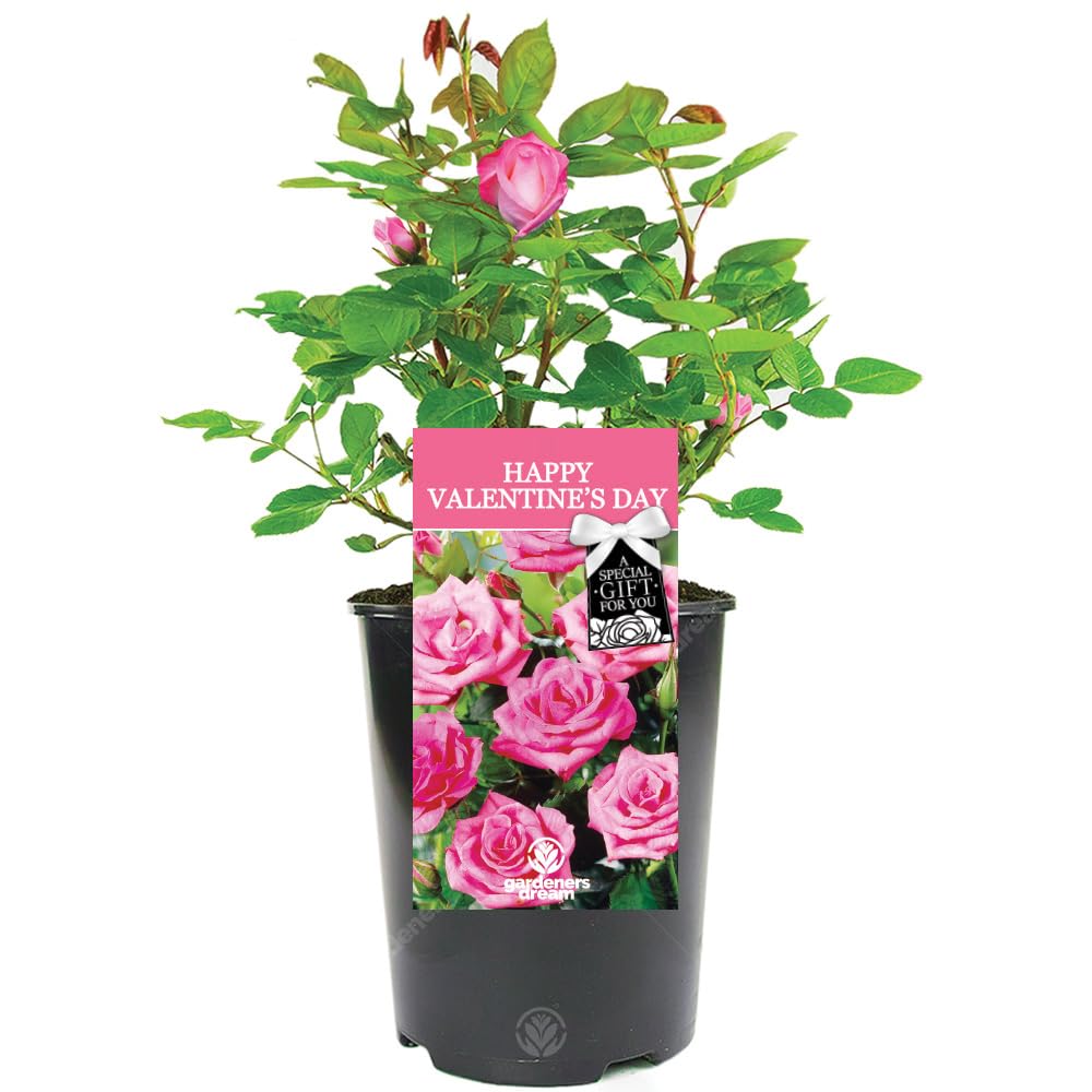 Happy Valentine's Day Rose Plant - Live Valentine Rose with Bright Pink Blooms - Romantic Living Gift with Personalized Card - Long-Lasting Alternative to Cut Flowers (Bright Pink, 20-25cm Height)