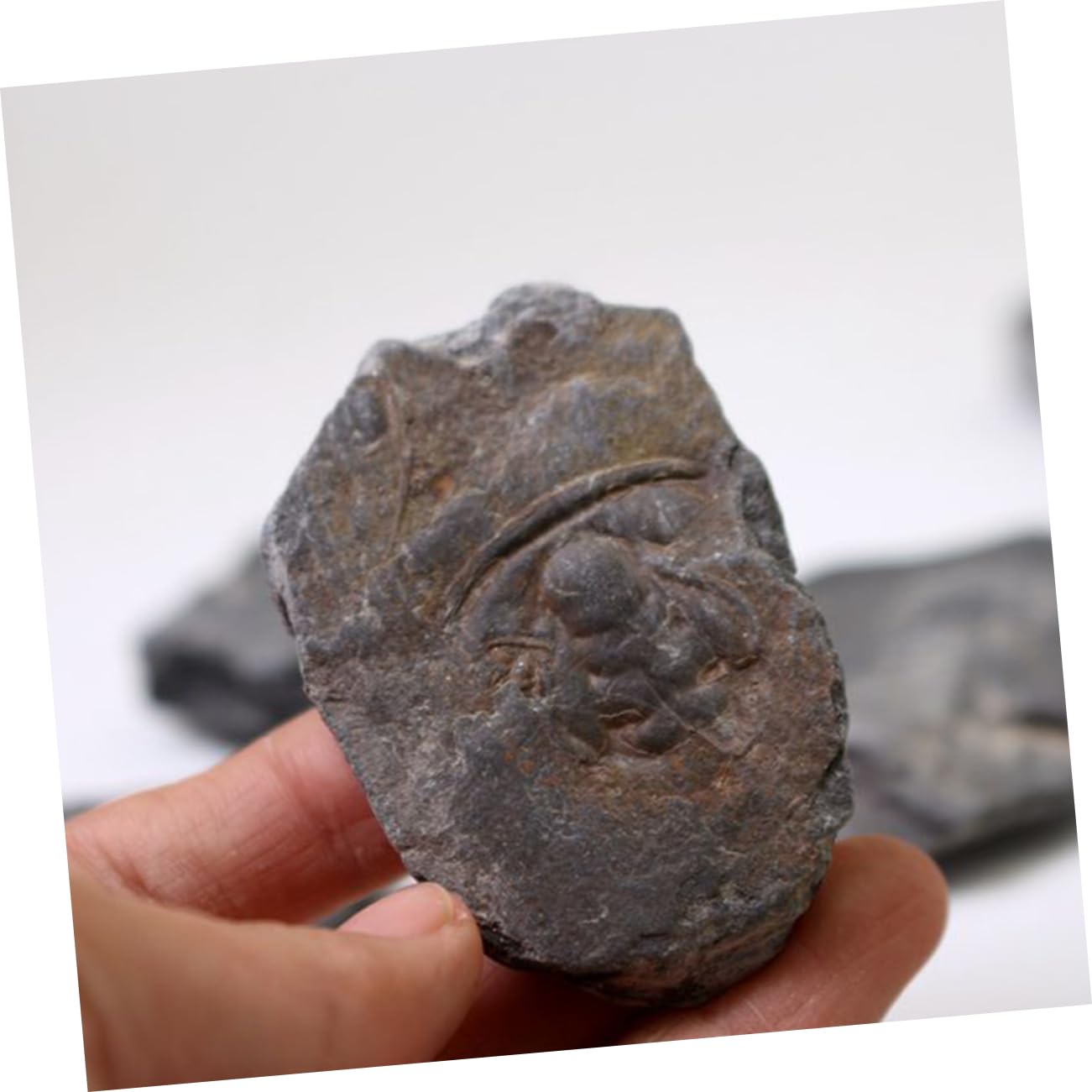 PRETYZOOM 1Pc Authentic Trilobite Educational Paleontology Decor for Science Teaching and Table Adornment for Students