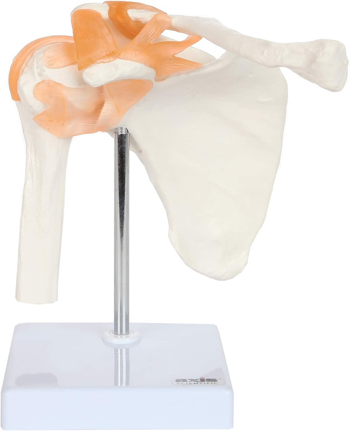 Axis Scientific Human Skeletal Shoulder Anatomy Model with Functional Ligaments, Realistic Design, Includes Base for Display and Study, Detailed Product Manual