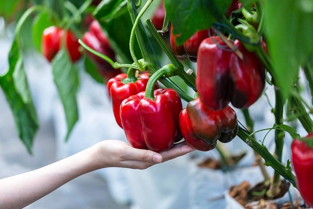 Red capsicum live plant, live plant for red capsicum (pack of 1) (B0CXMH43H7) Amazon Price History, Amazon Price Tracker