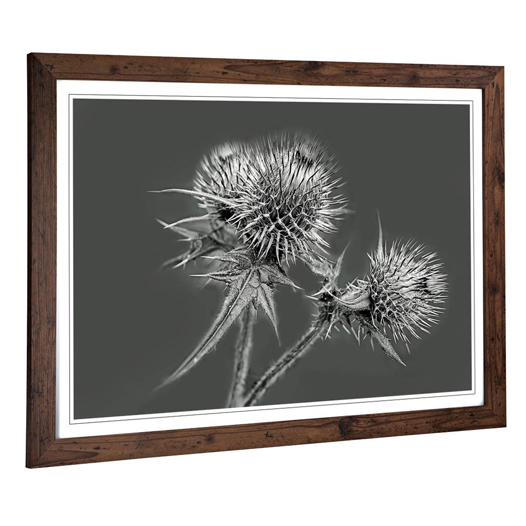 Big Box Art Framed Print of Thistle Flower (2) Design | Wall Art Picture | Home Decor for Kitchen, Living, Dining Room, Lounge, Bedroom, Hallway, Office, Walnut, A2 / 24.5x18 Inch / 62x45cm